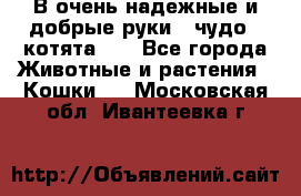 В очень надежные и добрые руки - чудо - котята!!! - Все города Животные и растения » Кошки   . Московская обл.,Ивантеевка г.